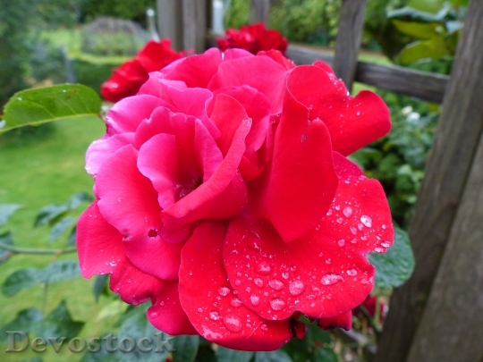 Devostock Rose Red Moist Dew 1