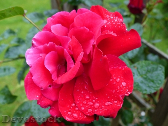 Devostock Rose Red Moist Dew