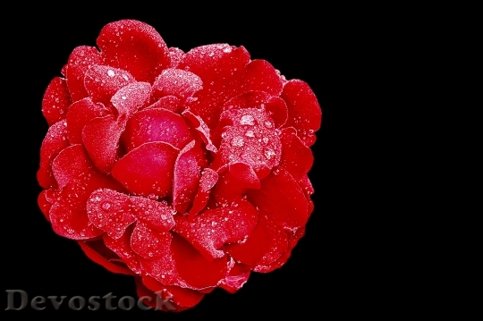 Devostock Rose Red Rose Blossom 2