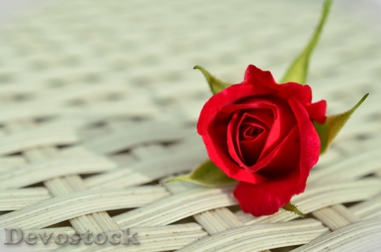 Devostock Rose Red Rose Romantic Rose Blom 4K