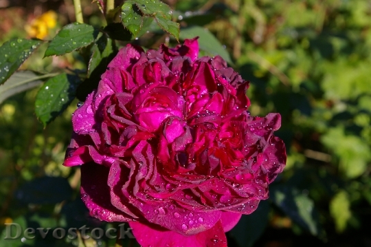 Devostock Rose Red Rose Scented 0