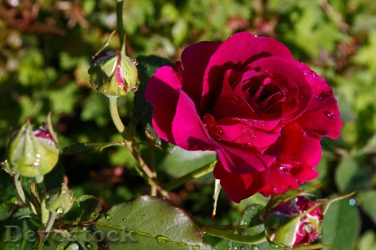 Devostock Rose Red Rose Scented 1