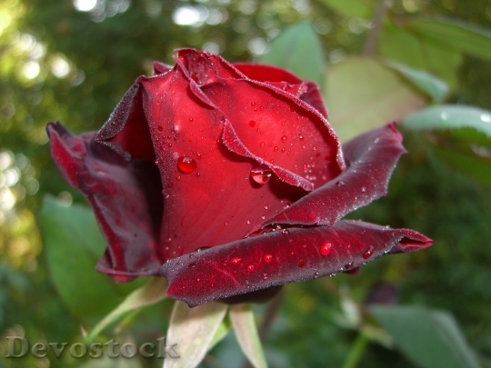 Devostock Rose Red Saucepan Floribunda
