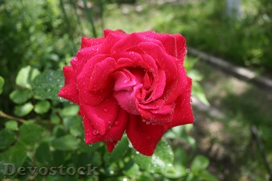 Devostock Rose Rosa Drops Flower