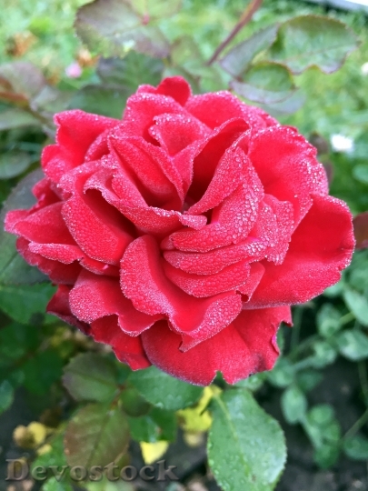 Devostock Rose Rosa Flower Drops