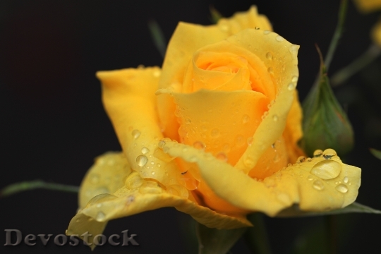 Devostock Rose Rose Blooms Flower 0