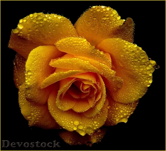 Devostock Rose Roses Blossom Bloom 1