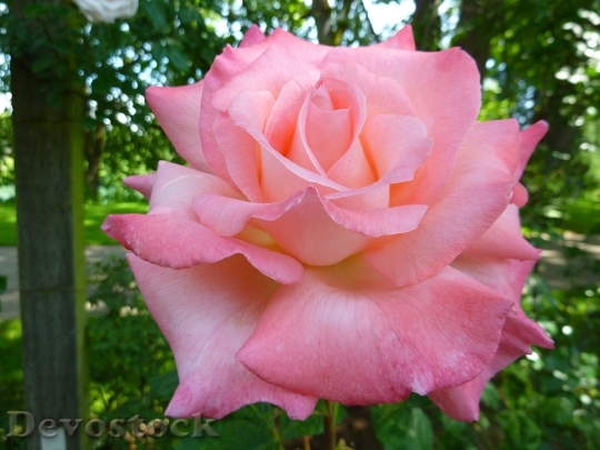Devostock Rose Roses Flora Flower 0