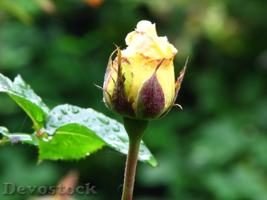Devostock Rose Yellow Blossom Bloom 4