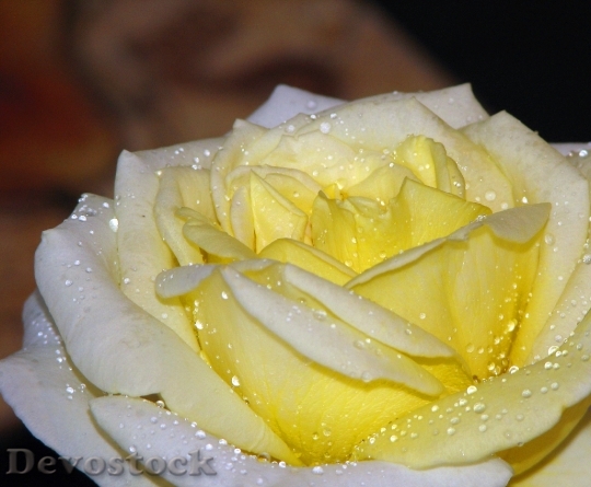 Devostock Rose Yellow Flower Floral 4