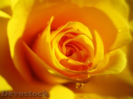 Devostock Rose Yellow Flower Rose 0