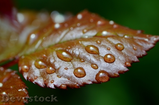 Devostock Rosenblatt Rain Drip Wet 10