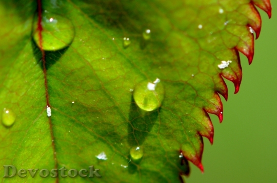 Devostock Rosenblatt Rain Drip Wet 5
