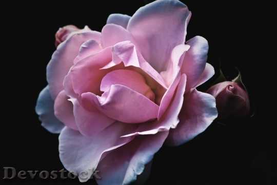 Devostock Roses Flower Nature Garden 7051 4K.jpeg