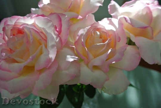Devostock Roses Peace Pink Flower