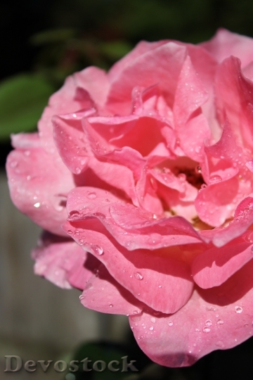Devostock Roses Pink Petals Flower