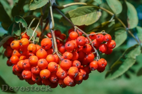 Devostock Rowan Berry Red Fruit 0