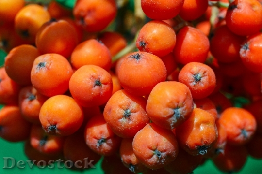Devostock Rowan Berry Red Fruit
