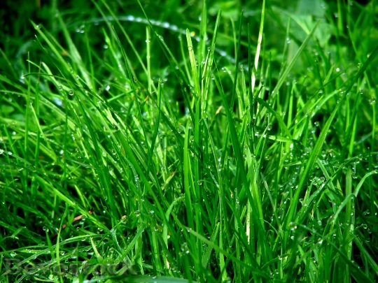 Devostock Rush Grass Dew Meadow
