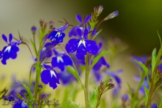 Devostock Salvia Flowers Blue Flowers