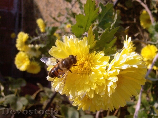 Devostock Scholarship Flower Bee Nature