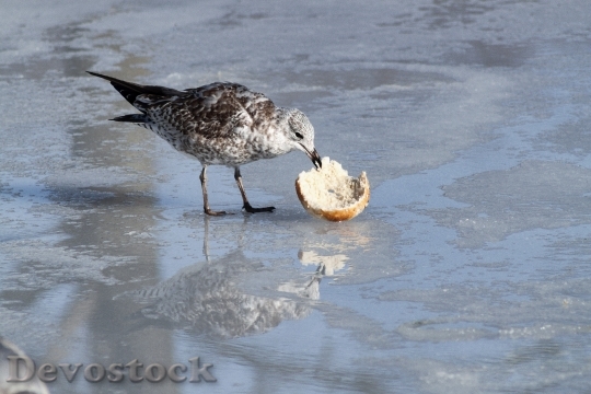 Devostock Seagull Eating Ice Bagel