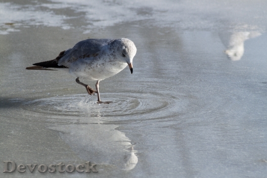 Devostock Seagull Eating Ice Reflection 0