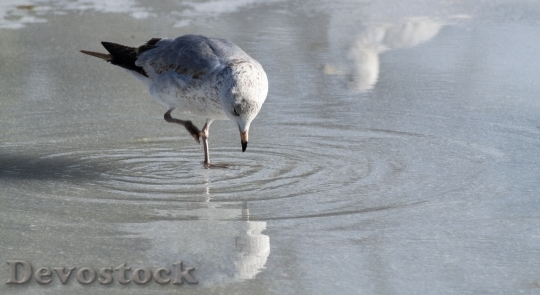 Devostock Seagull Eating Ice Reflection 1