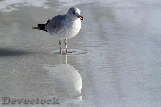 Devostock Seagull Eating Ice Reflection