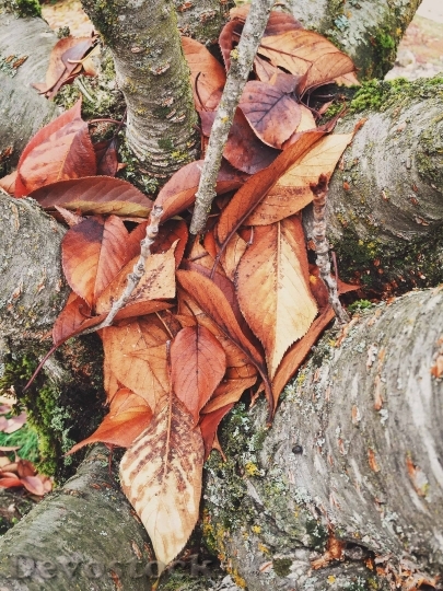 Devostock Season Autumn Fallen Leaves
