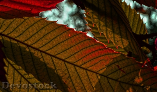 Devostock Seasons Autumn Nature Leaves 0