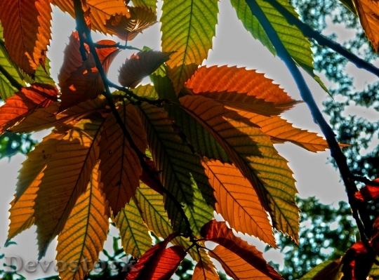 Devostock Seasons Autumn Nature Leaves