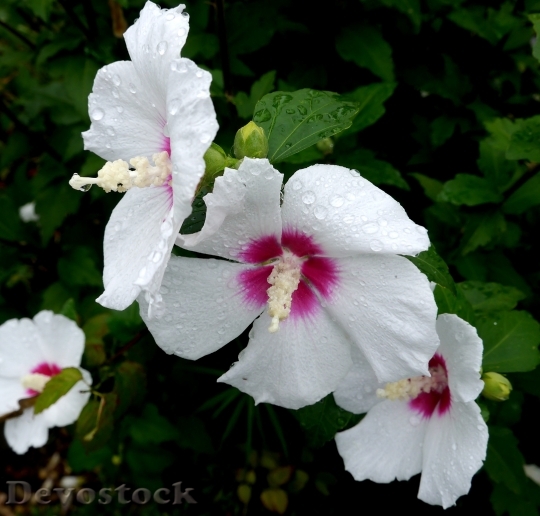 Devostock Sharon Shaggy White Flowers