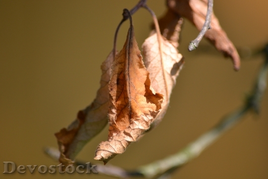 Devostock Sheet Drought Dry Leaves