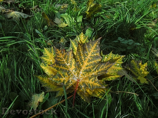 Devostock Sheet Leaves Autumn Plant