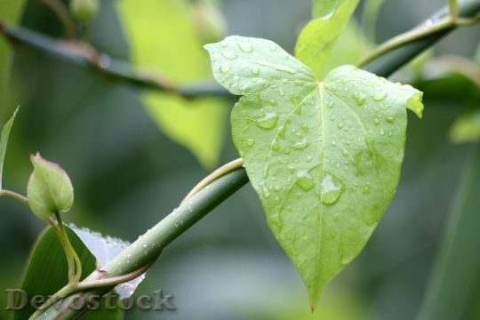 Devostock Sheet Nature Green Rain