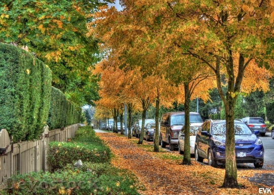 Devostock Sidewalk Nature Leaves Fall