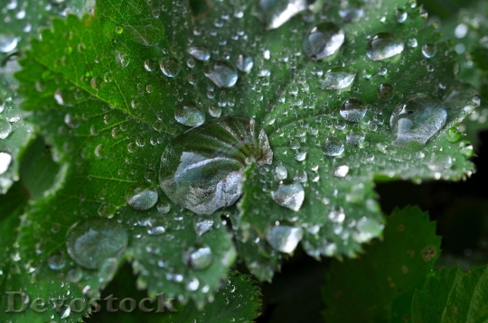 Devostock Silver Coat Leaf Raindrop