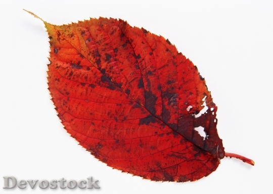 Devostock Single Red Autumn Leaves