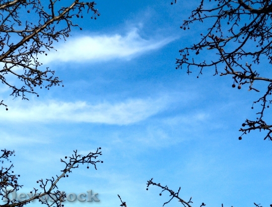Devostock Sky Cloud Tree Weather