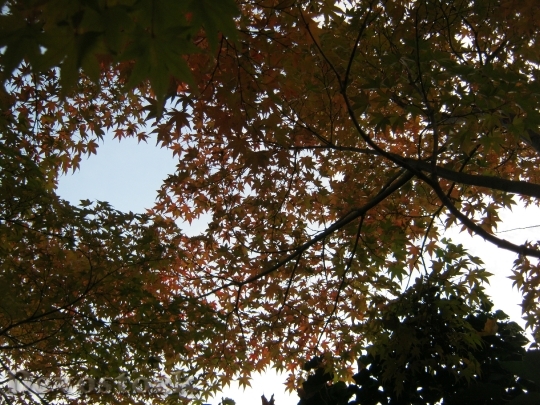 Devostock Sky View Canopy Autumn