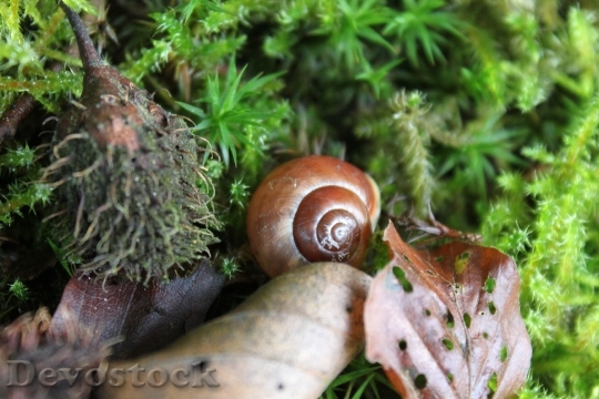 Devostock Snail Leaves Shell Forest