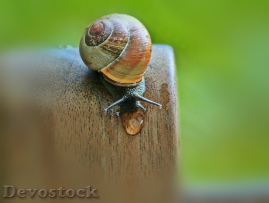 Devostock Snail Shell Animal Mollusk 1