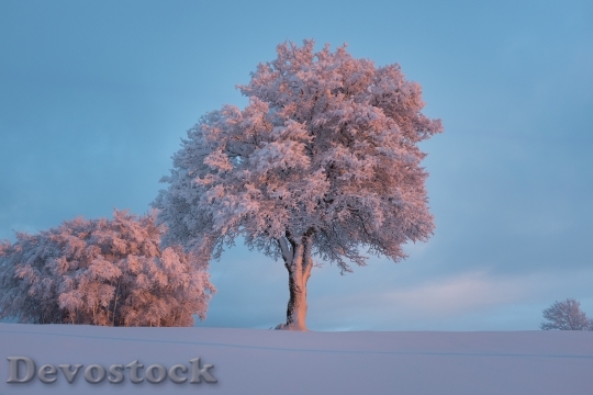 Devostock Snow Landscape Nature 1029
