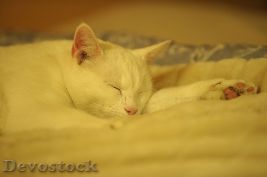 Devostock Solid White Cat Cat