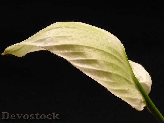 Devostock Spathiphyllum Vaginal Sheet Leaf