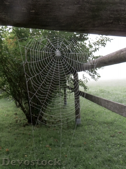 Devostock Spider Cobweb Network Morgentau