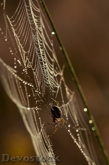 Devostock Spider Network Insect Nature