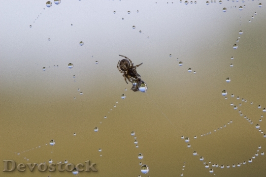Devostock Spin Threads Spider Drop