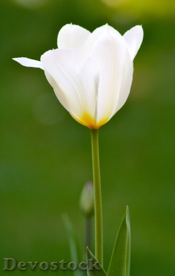 Devostock Spring Flower Tulip 8271